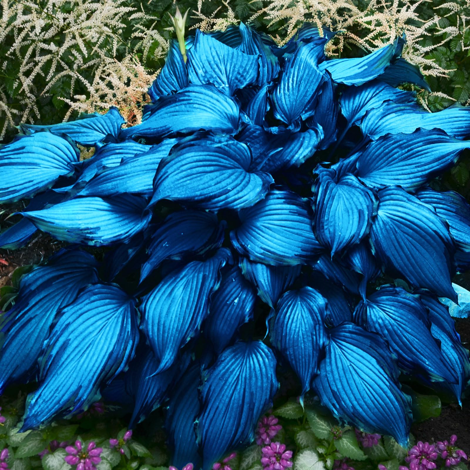 Perennial Shade Plants Blue