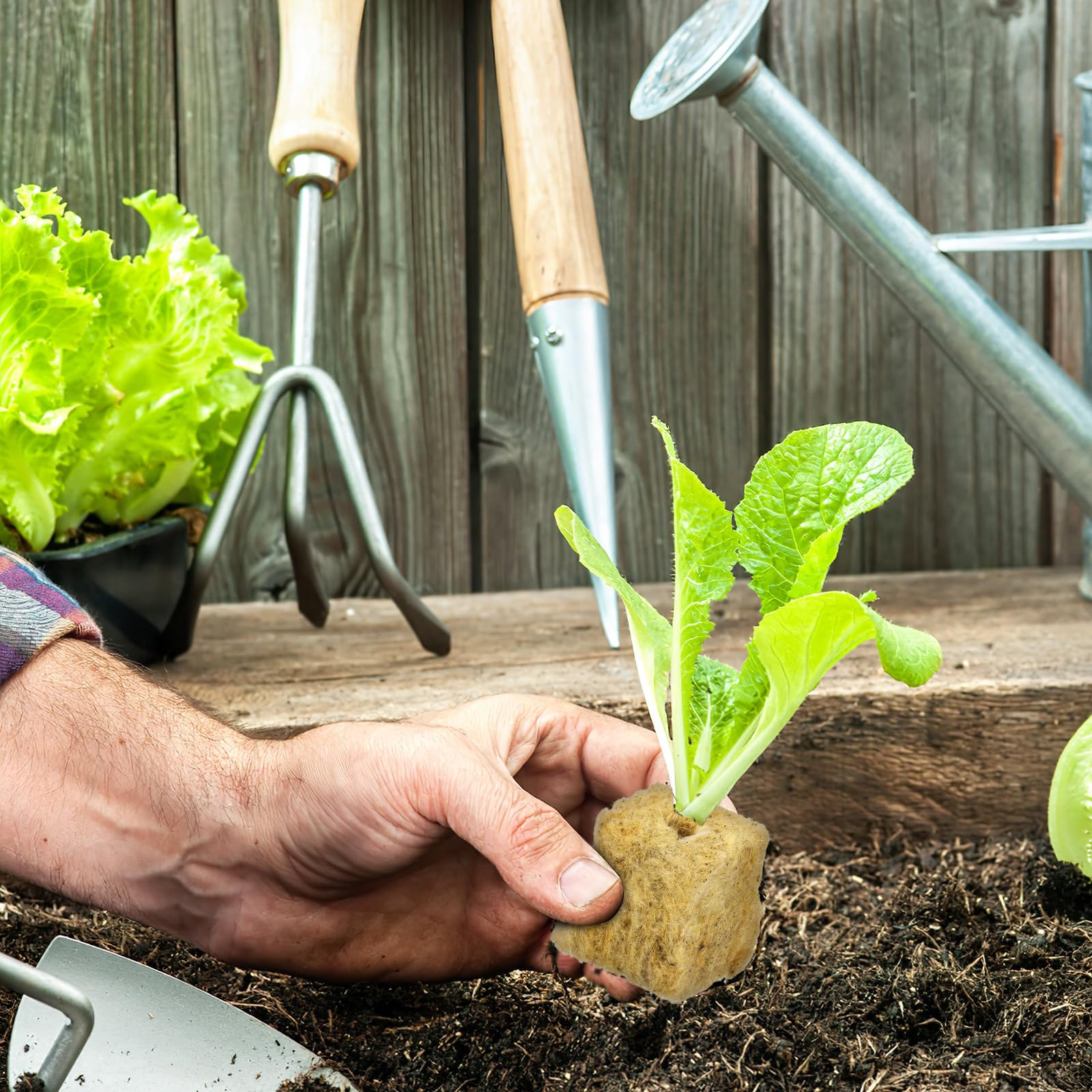 Artibetter Cubetti la Germinazione di Piante 100 Pezzi Fibra, Alta Assorbenza d'Acqua e Buona permeabilità all'Aria, per Semina e Talee