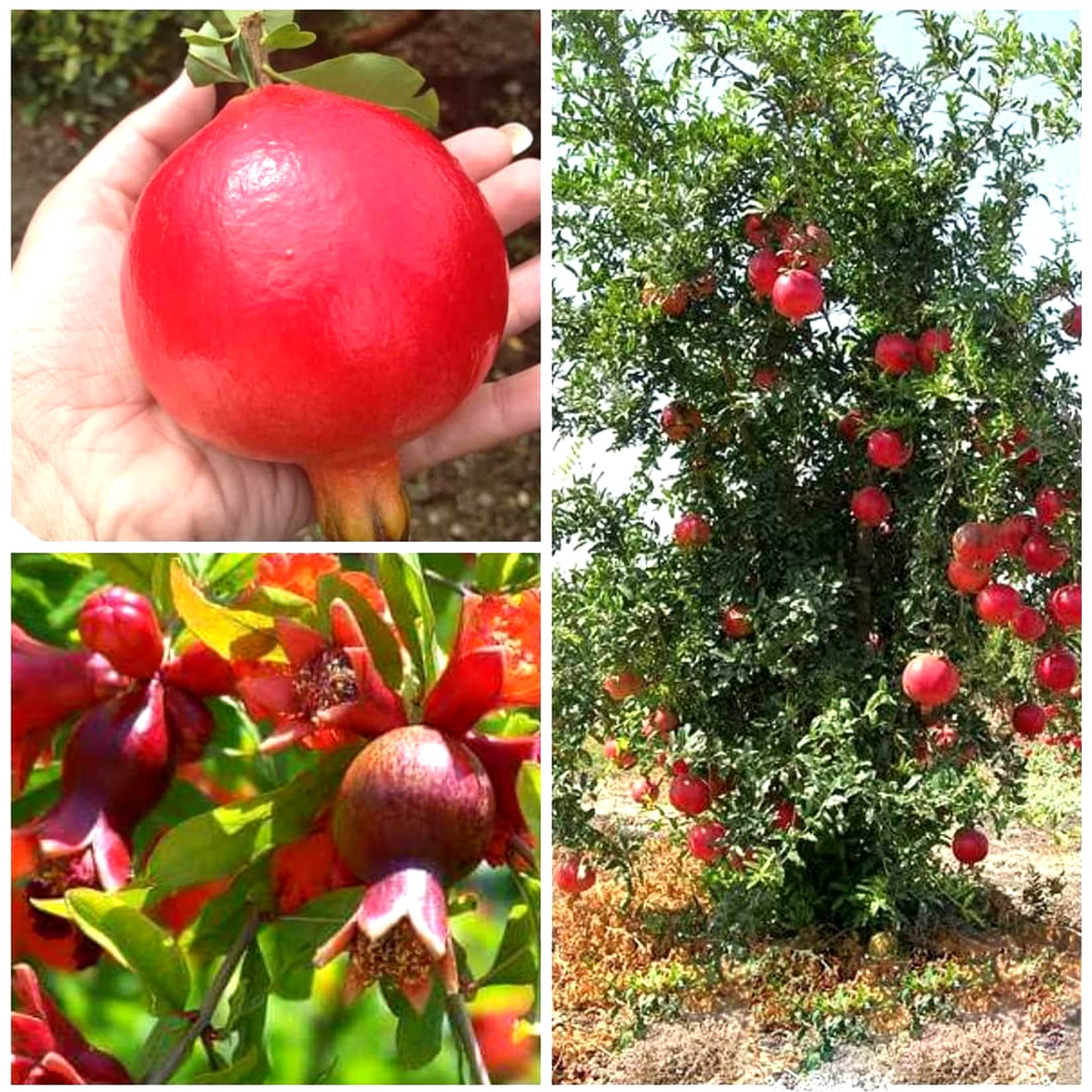 AGRO ALIVE Super Bhagwa Anar Plant Bhagwa Pomegranate Plant red Anar Plan (1 feet Height) (B09V5P6SFC) Amazon Price History, Amazon Price Tracker