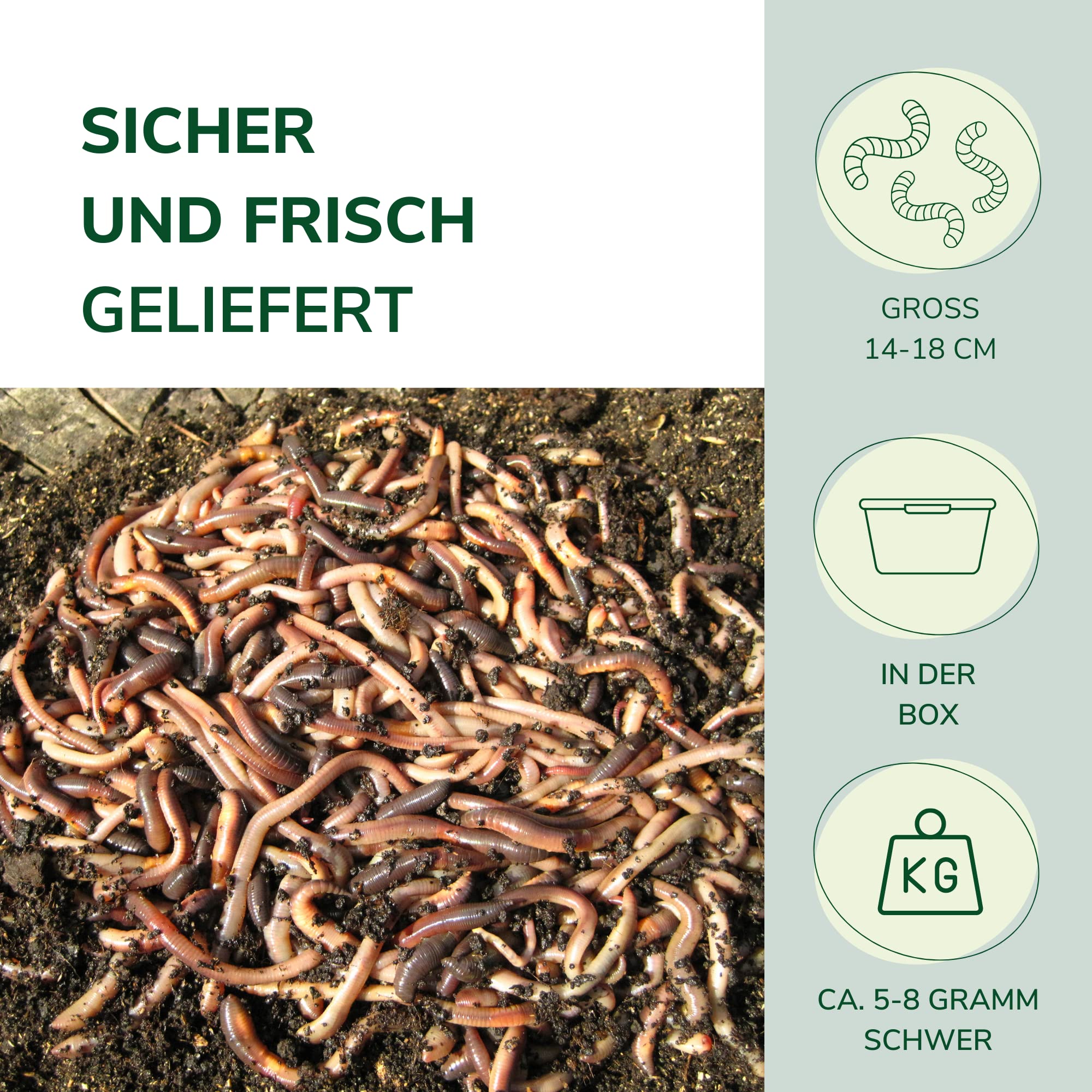 Natursache I Futterwürmer - Groß - für die Aufzucht von Fischen Vögeln Amphibien Reptilien und Säugetieren (100 STK./Box)