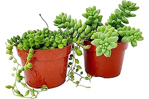 Live String-of-Pearls and Sedum Burrito Succulent Plants