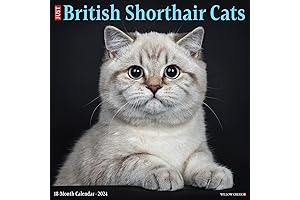 German Shorthair Pointer Calendar 2023