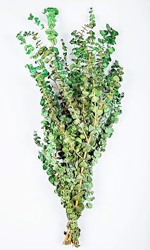 Preserved Eucalyptus Branches - Kiwi Green by