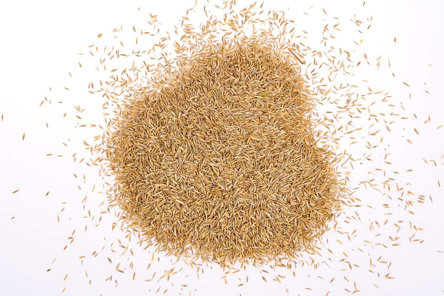 Wolf-Garten Wolf Garten"Lr 25" Reseeding Grass Seed, Multi Colour, 29.5X20.5X26.5 cm