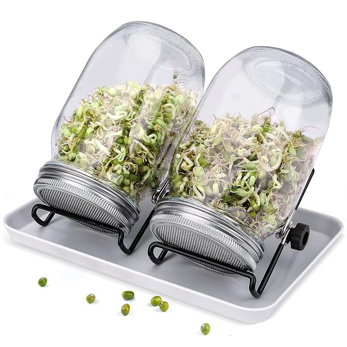 Buy Sprouting Mason Jars, Seed Sprouter Kit 2 Sprouting Mason Jars with