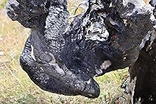 Review Image by Zachary