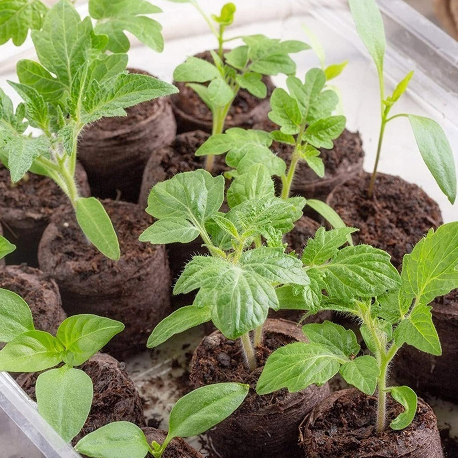 Cápsulas Germinadoras Para Plantas | 10 Unidades De Bloques De Nutrientes Comprimidos Para Sustrato - Sustrato Comprimido Para Siembra Con Bloqueador De Tierra Accesorios De Jardinería Para Macetas Ex