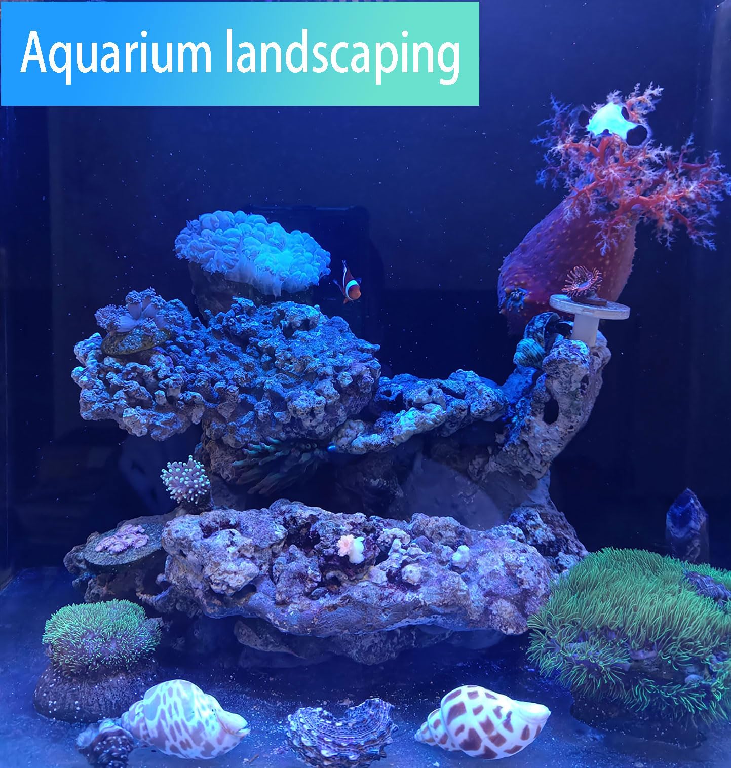 Amazon.co.jp: COYOUCO 天然ヤドカリの殻、ヤドカリの供給、ヤドカリの  