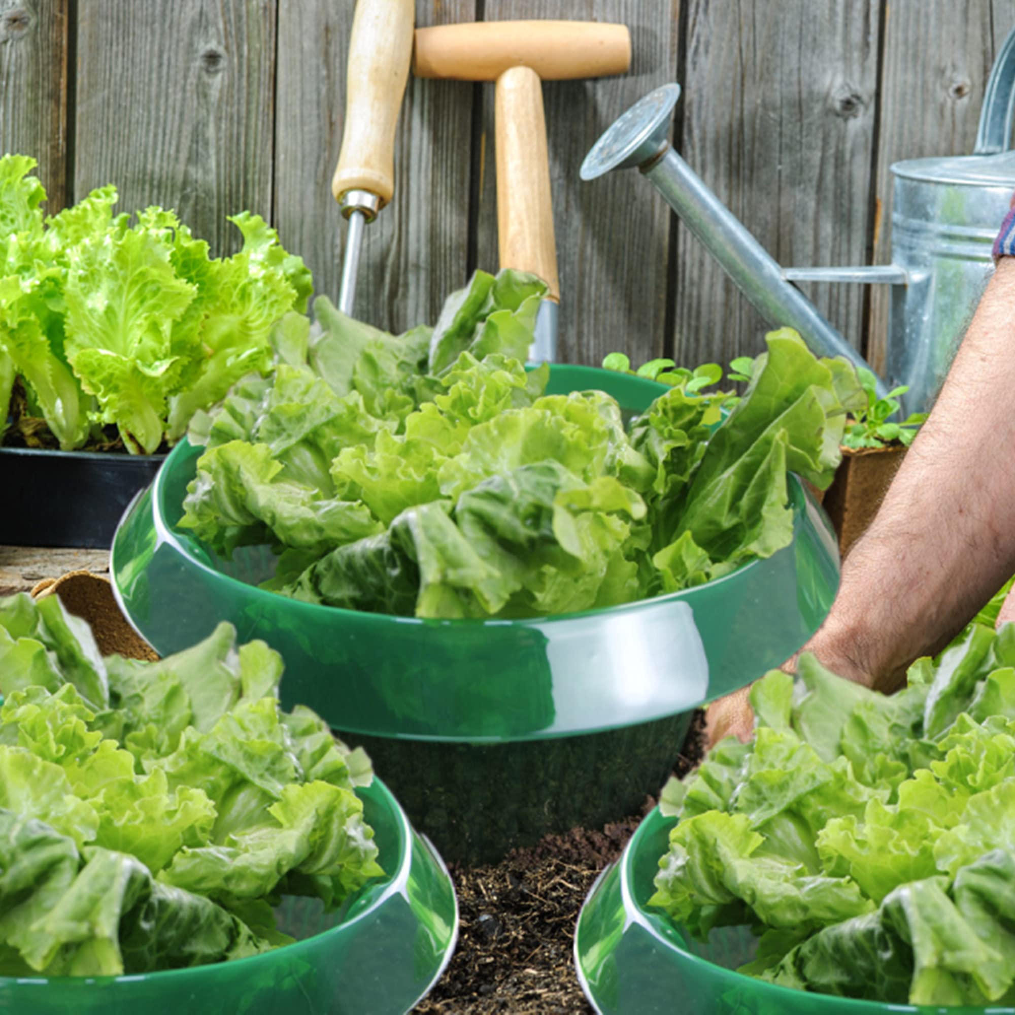 Smaxcn Lot De 30 Anneaux De Protection Contre Les Escargots