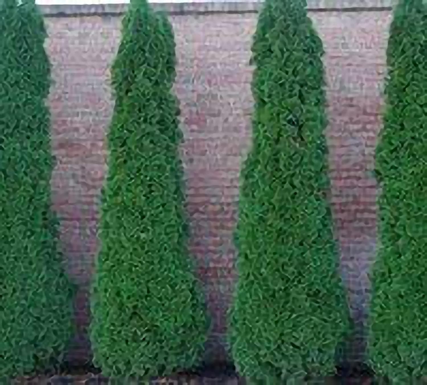 Two Pack of Emerald Arborvitae - 2 Live Evergreen Plants 8-10" Tall (Quart Pots) by DAS Farms