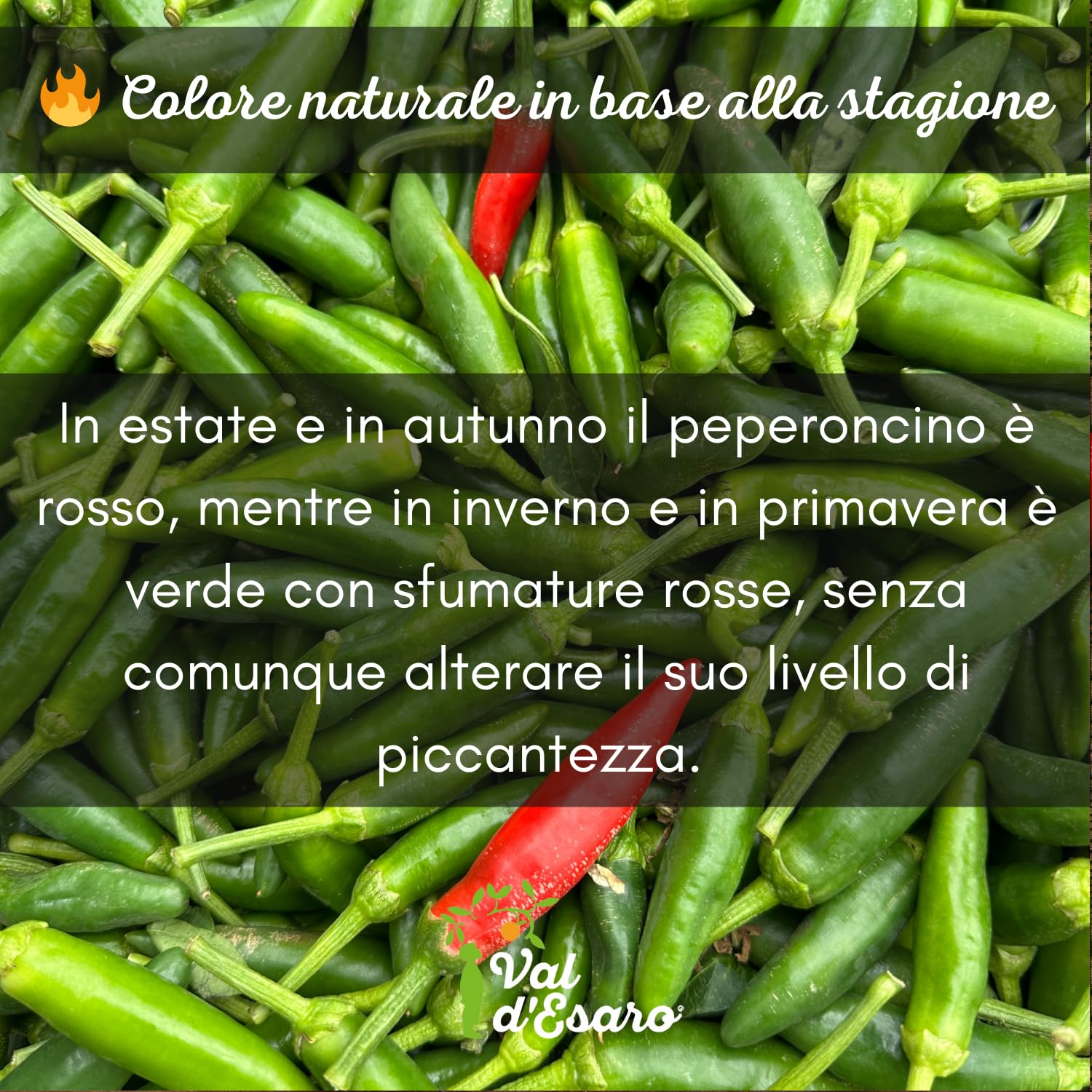 Peperoncino piccante fresco calabrese – 100% italiano – Raccolto a mano per massimo aroma e piccantezza – specialità tipica della calabria – Val D'Esaro - 1Kg