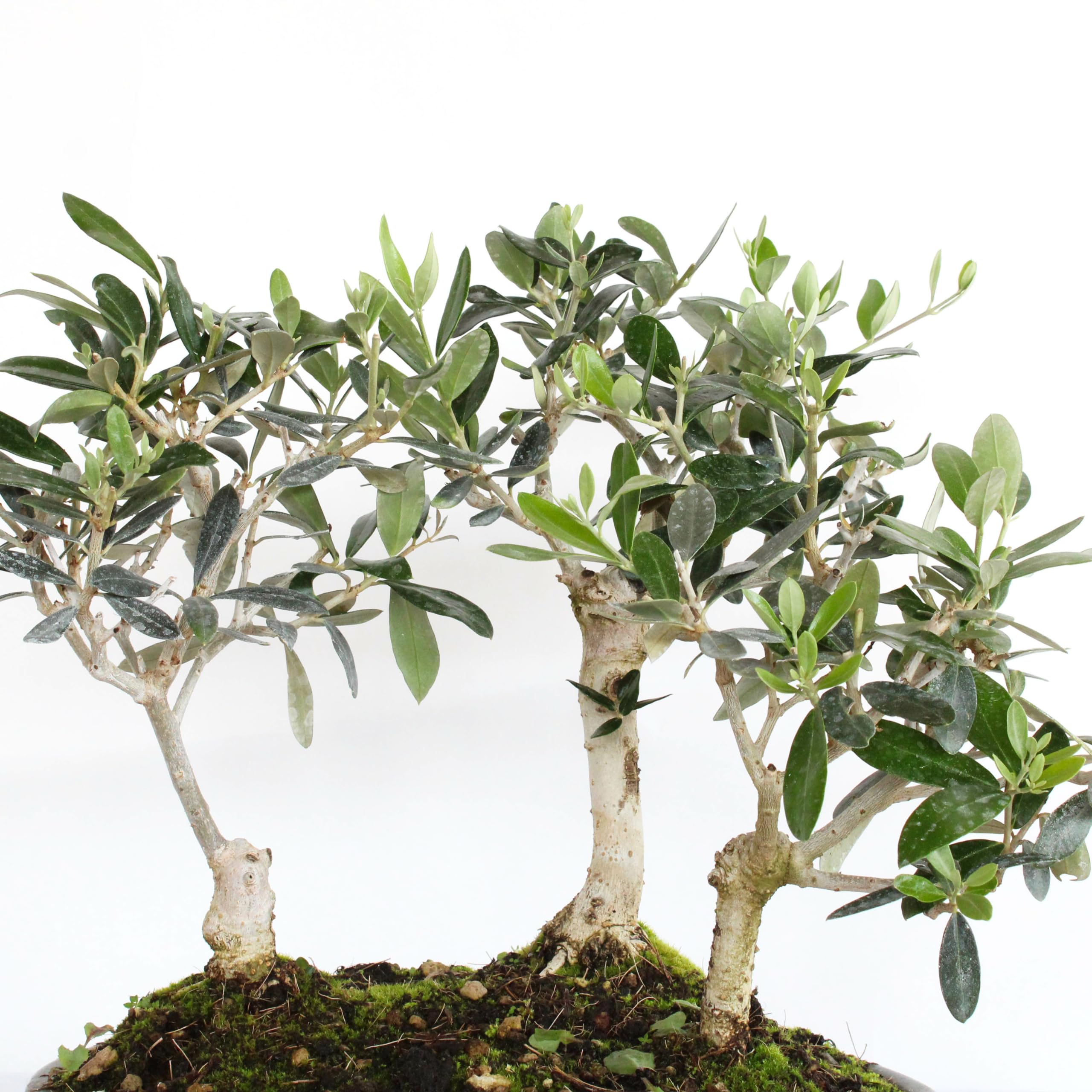 KENTIS - Bonsai Olea Europaea - Bonsai Grove 3 Olivos - Plantas Auténticas de Exterior - Maceta de Cerámica - H 30-35 cm Maceta Ø 30 cm