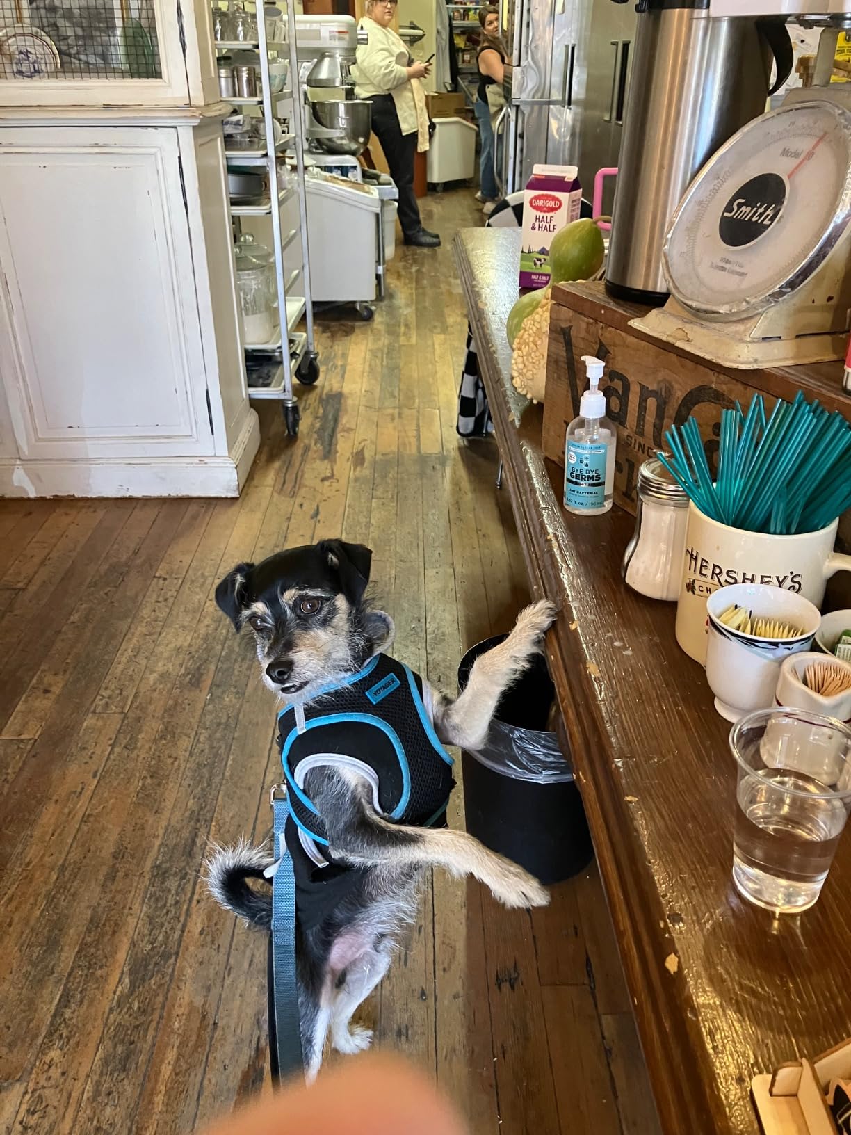 Blue Buffalo Life Protection Formula Adult Dry Dog Food, Chicken & Brown Rice Recipe, Made with Natural Ingredients, Helps Build and Maintain Strong Muscles, 15-lb. Bag photo review