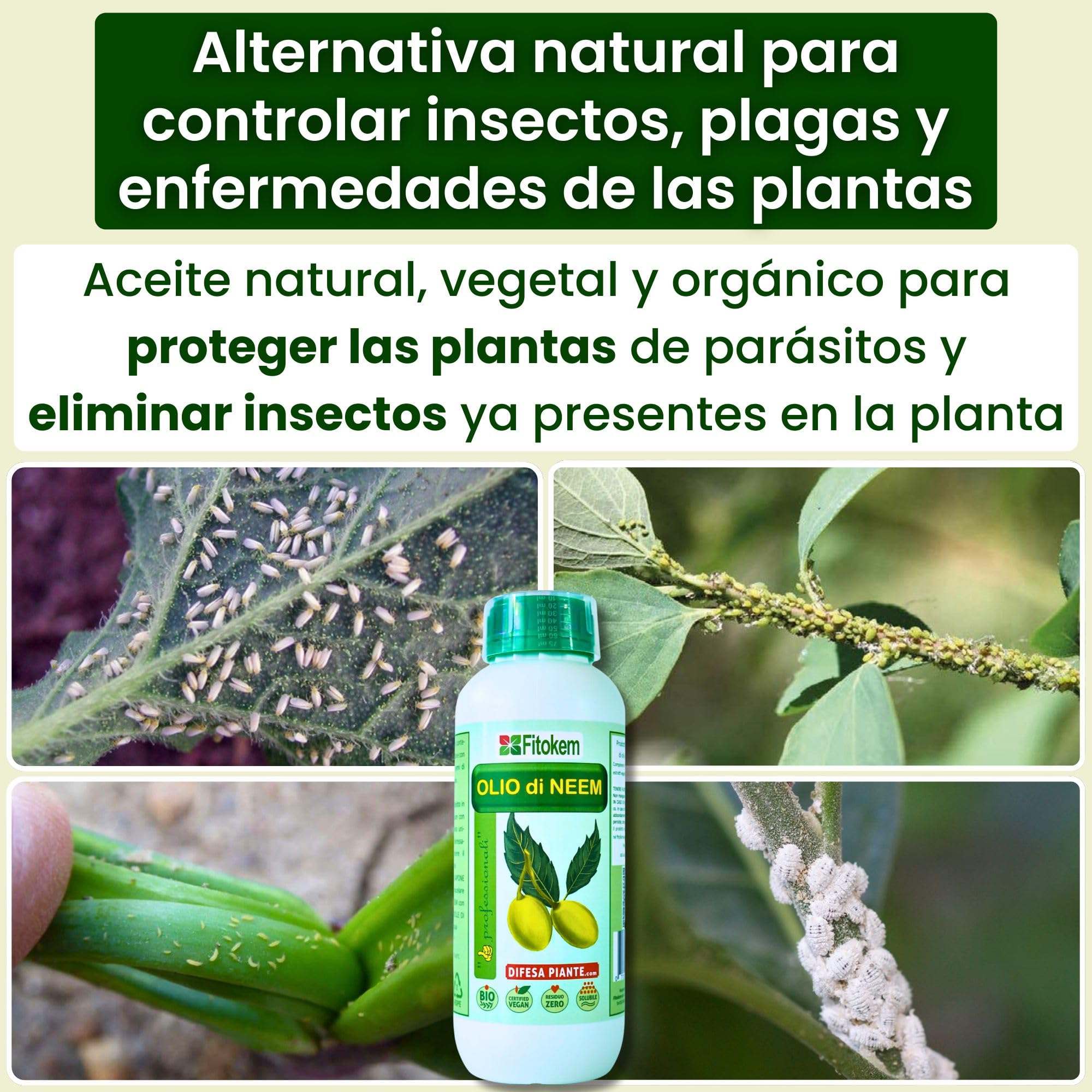 FITOKEM - Aceite de Neem para Plantas Biológico (1 Litro) Neem Oil Concentrado, Excelente Contra Adversidades Externas de Huerta y Jardín, 100% Natural No Tóxico para Plantas, Animales, Personas