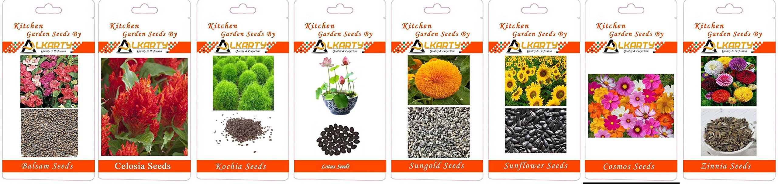 Balsam, Celosia, Kochia, Lotus, Sungold, Sunflower, Cosmos, Zinnia Summer Flower Seeds Pack of 20 Each-picture-10