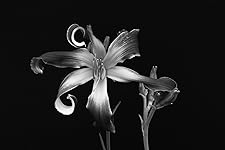 Review Image by Ron Ron