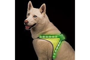 Blazin' Bison Safety LED Dog Collar