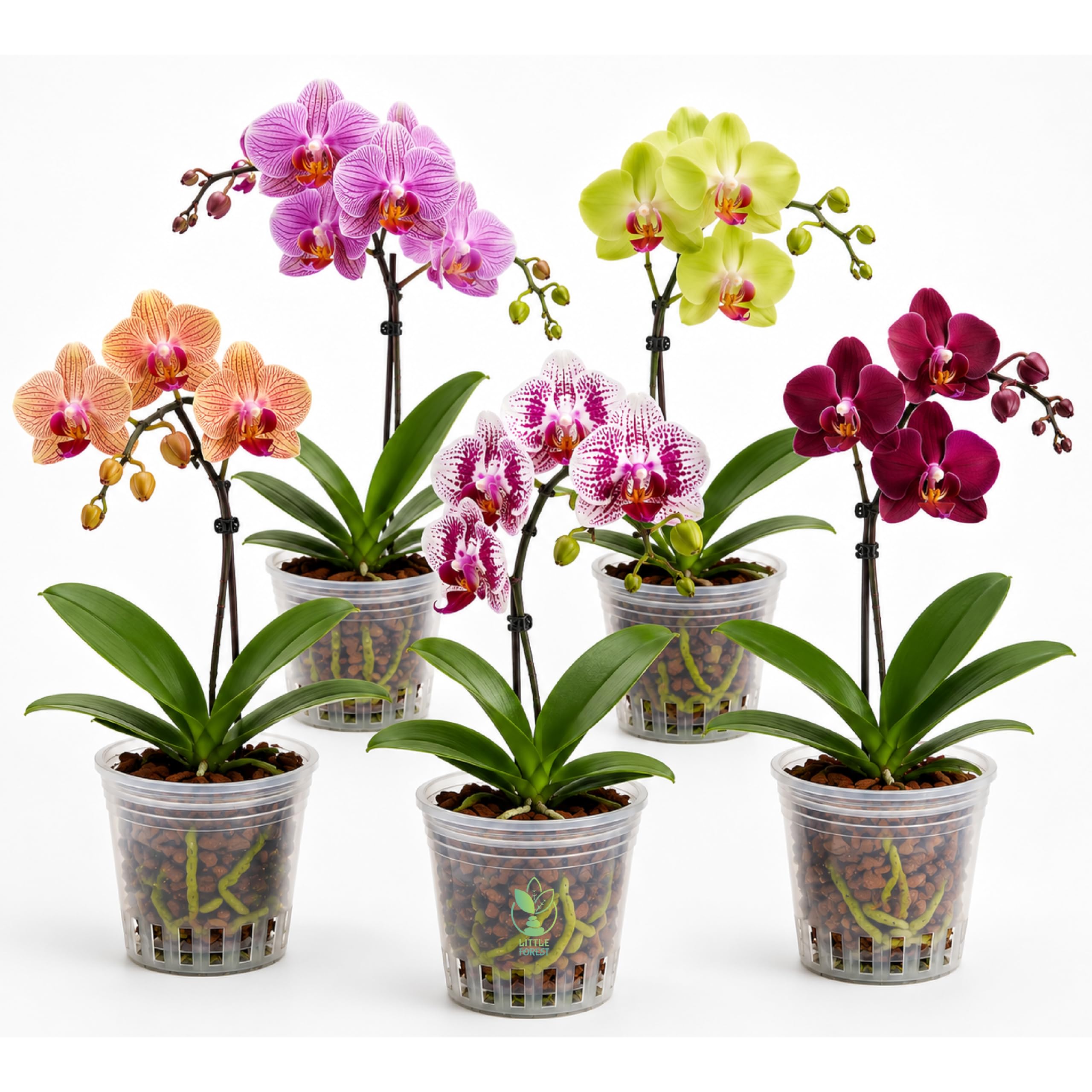 Little Forest™ - 5 Inch Clear Plastic Orchid Pot | Heavy-Duty Transparent Round Orchid Pot with Drainage Holes | Virgin Durable Plastic Planter for Indoor & Outdoor Plants | Pack of 5-image-31