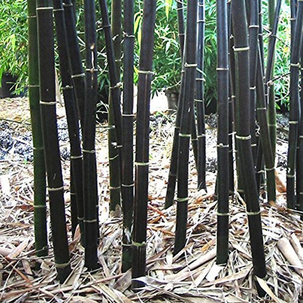 Phyllostachys nigra  Schwarzer Bambus  100 Samen : Amazon.de: Garten