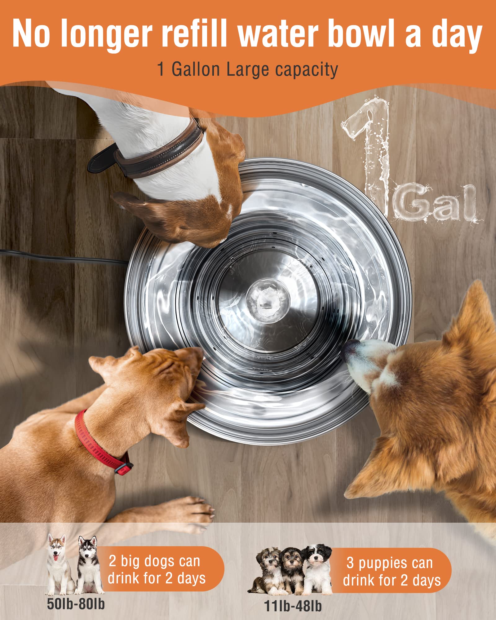 Should My Dog Have Water All Day