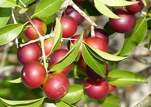 Miniatura 8 de Food to Live Camu Camu Camu en polvo orgánico, 2 libras, sin OMG, Kosher, crudo, vegano, a granel, no irradiado, puro, ideal para hornear, bebidas y