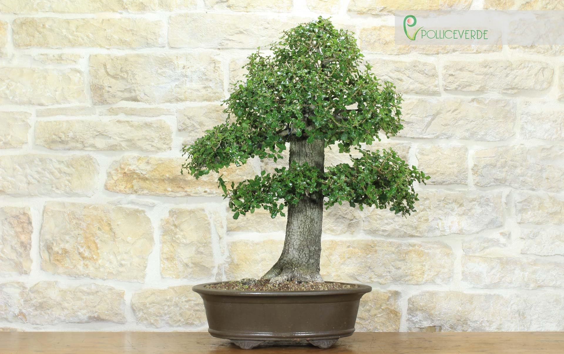 Bonsai di Quercia Riccia (6)