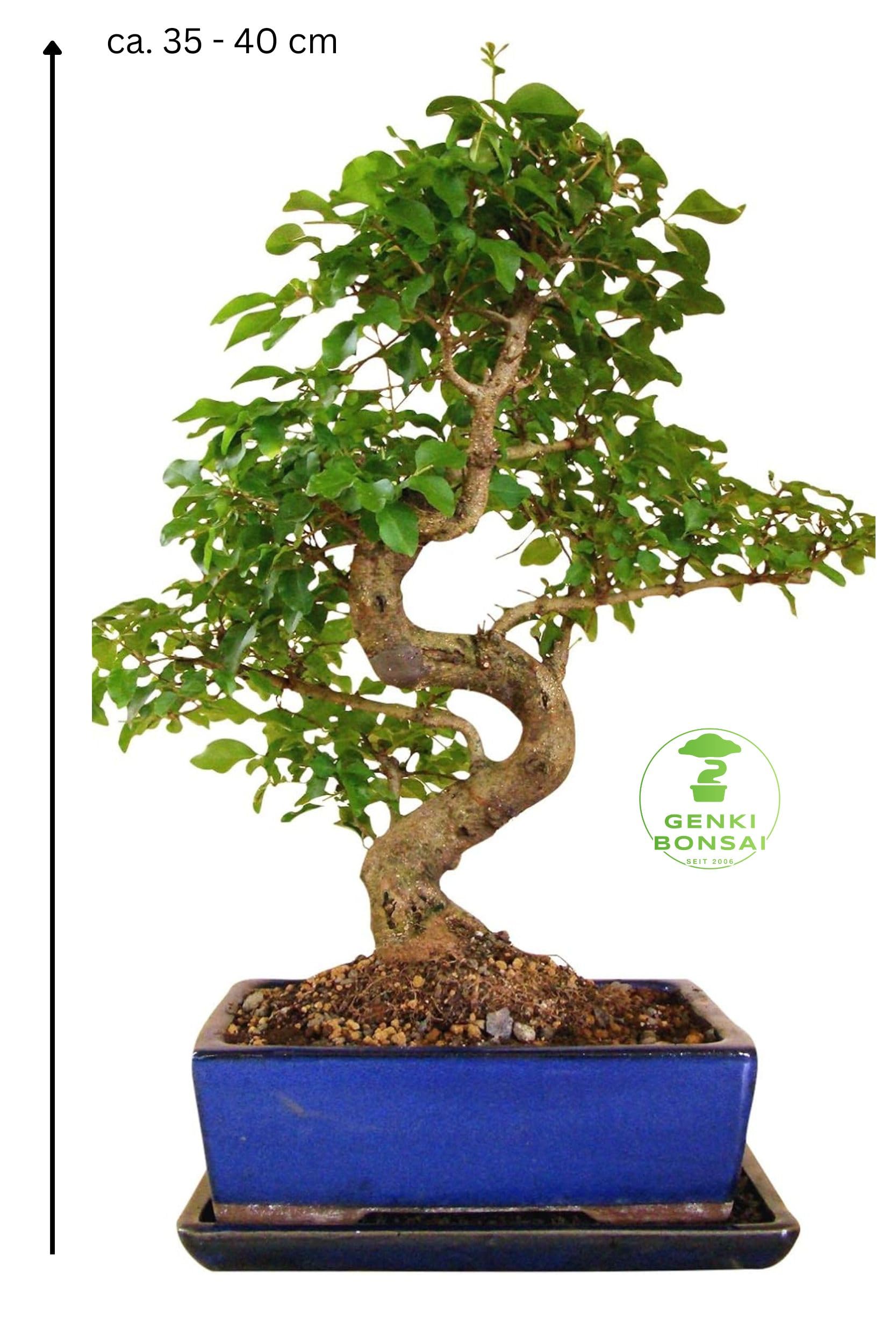 Genki-Bonsai chinesischer Liguster ca. 10-12 Jahre 3540 cm hoch in  Keramikschale mit Untersetzer inkl. Pflegehinweisen & Bonsaipass vom Bonsai  Fachgeschft : Amazon.de: Garten