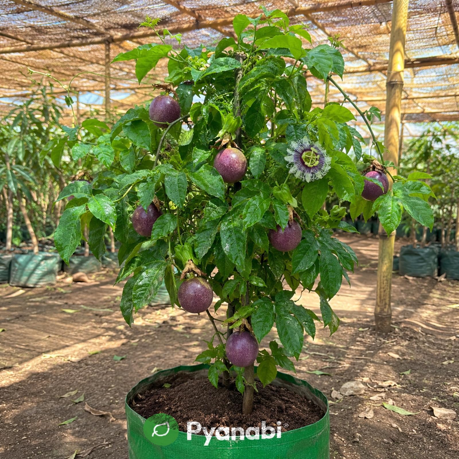 Thai Strawberry Plant - Grow Your Own! -14 Thai Strawberry Plant - Grow Your Own! -14