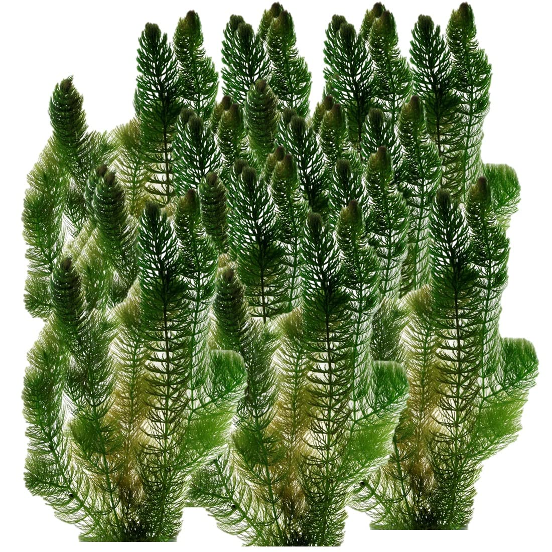 vdvelde - Rogatek sztywny 5 litrów (Ceratophyllum demersum), pływająca roślina natleniająca, roślina stawowa, dla czystej wody i mniej glonów, mrozoodporna i łatwa w pielęgnacji