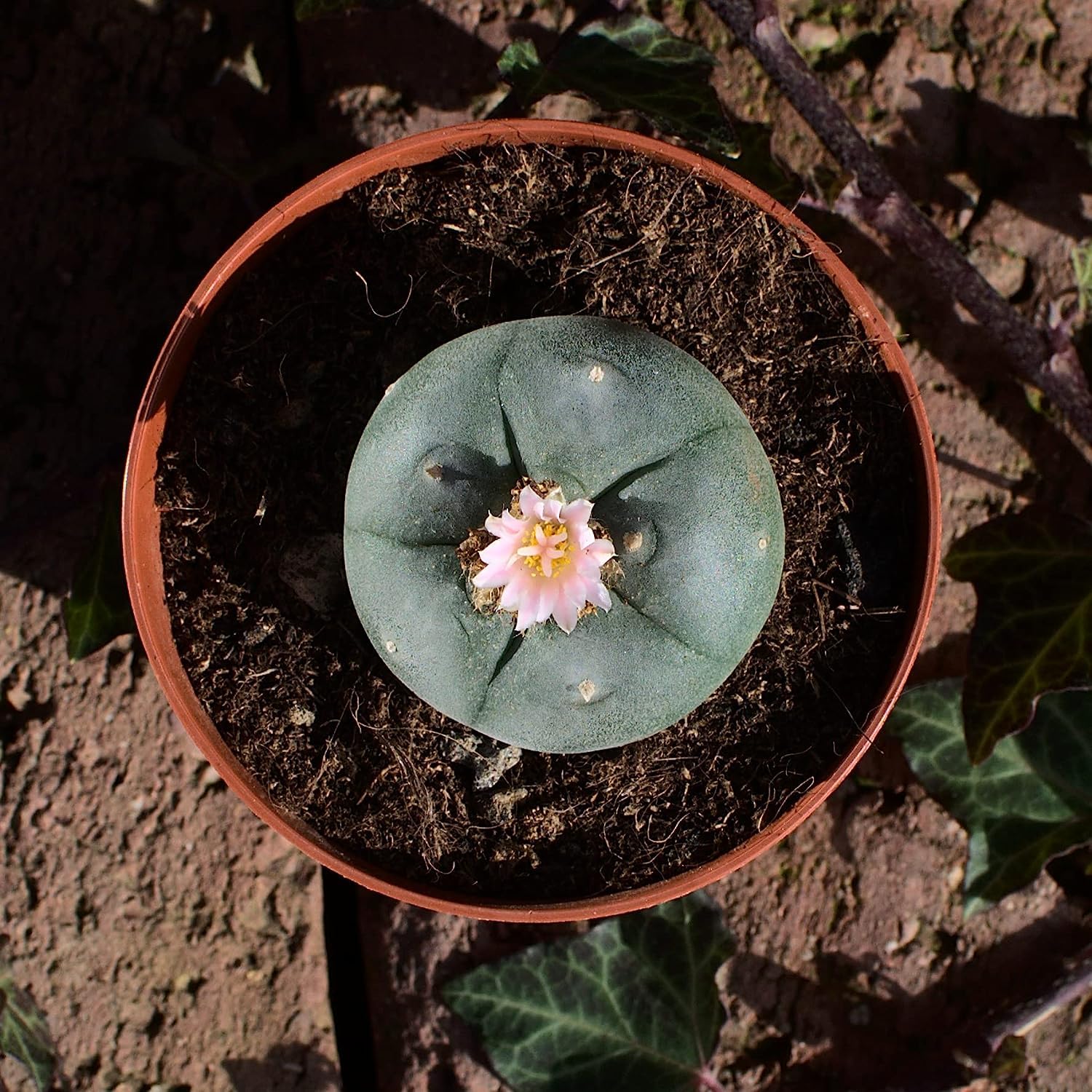 Lophophora williamsii, peyote 4,5cm