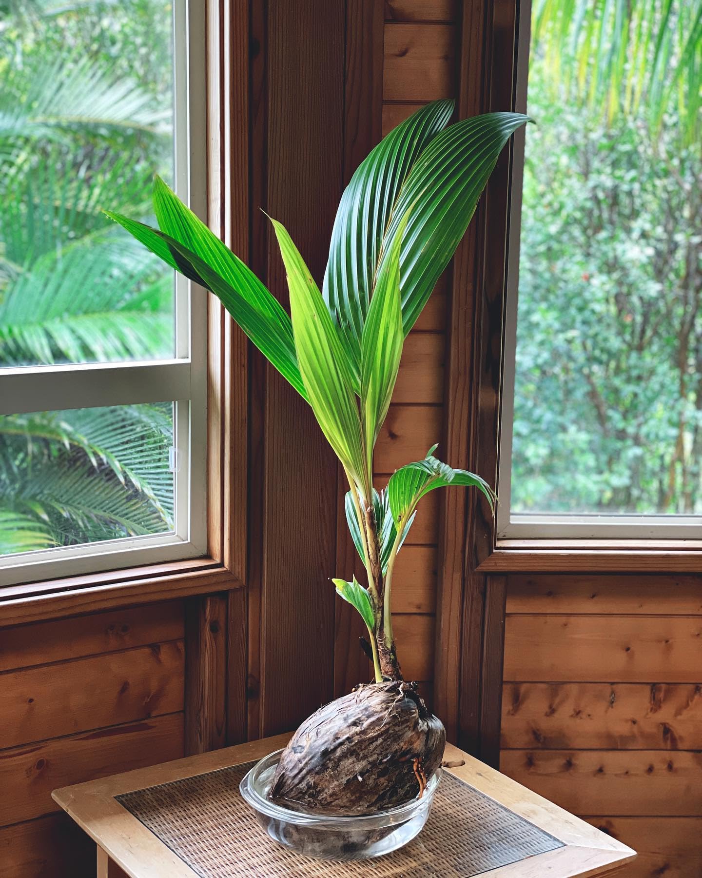 Live Coconut Palm Tree 1-4 Feet Large Sprouted Cocos Nucifera Plant for Indoor & Outdoor Green Dwarf Malayan