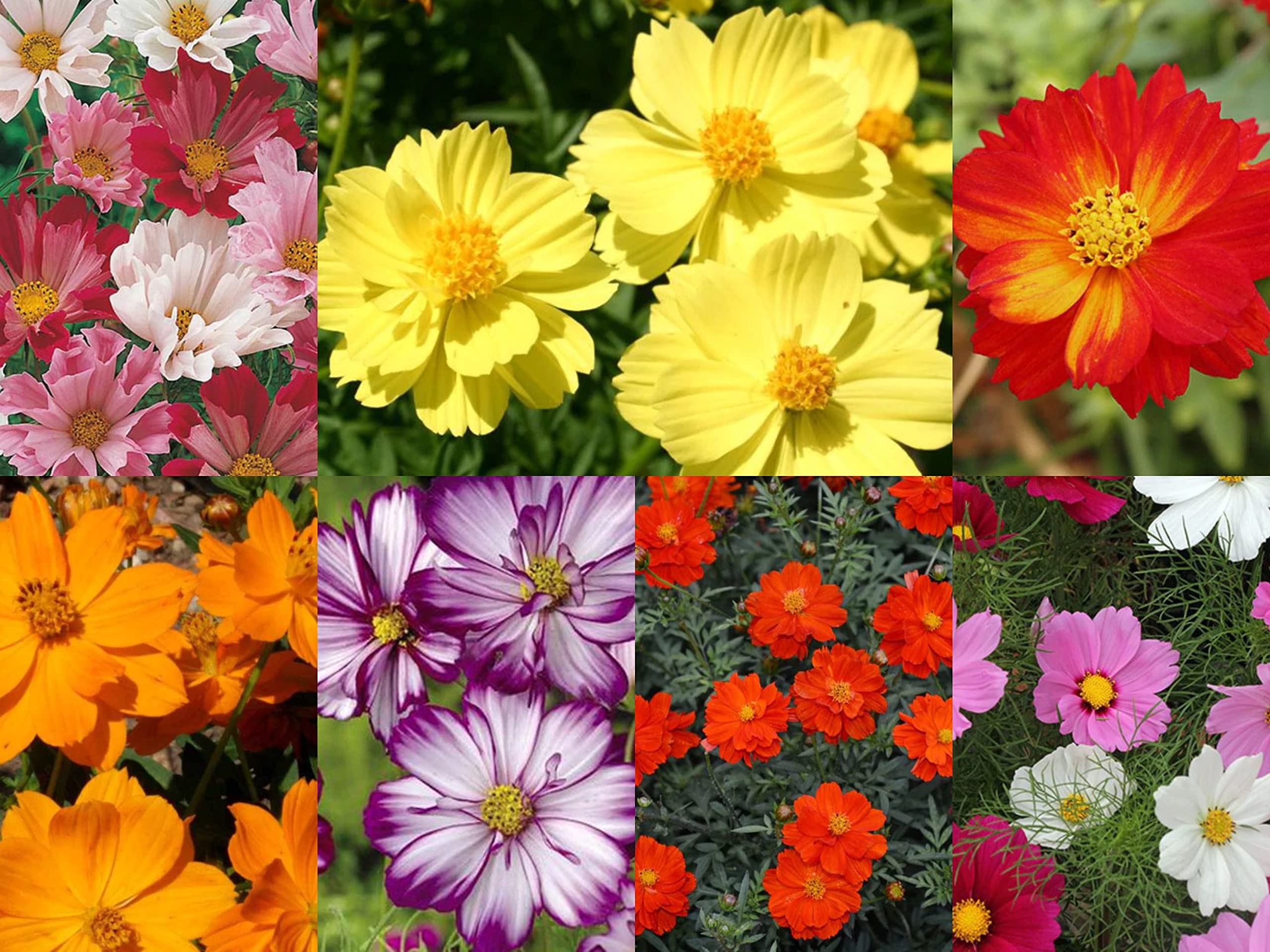 Earth Hopper F1 Hybrid Imported Cosmos Flower Mixed Seeds - 50 Seeds Home Garden Pack (B09TP6G34K) Amazon Price History, Amazon Price Tracker