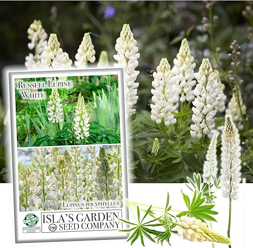 White Russell - Semillas de altramuz para plantar, más de 100 semillas de flores por paquete, semillas de jardín de Isla (semillas de jardín de