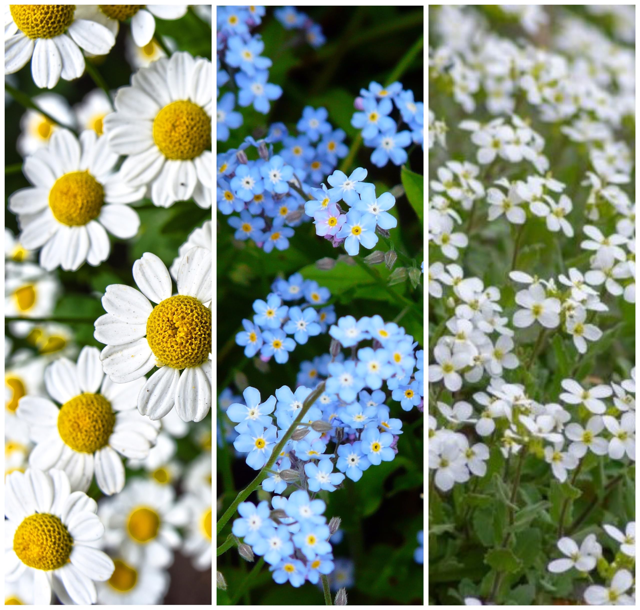Echte Kamille, Hirtentäschel, Acker Vergissmeinnicht Samen. 'Wildblumen - Heilpflanzen Mix' (200000 Samen)