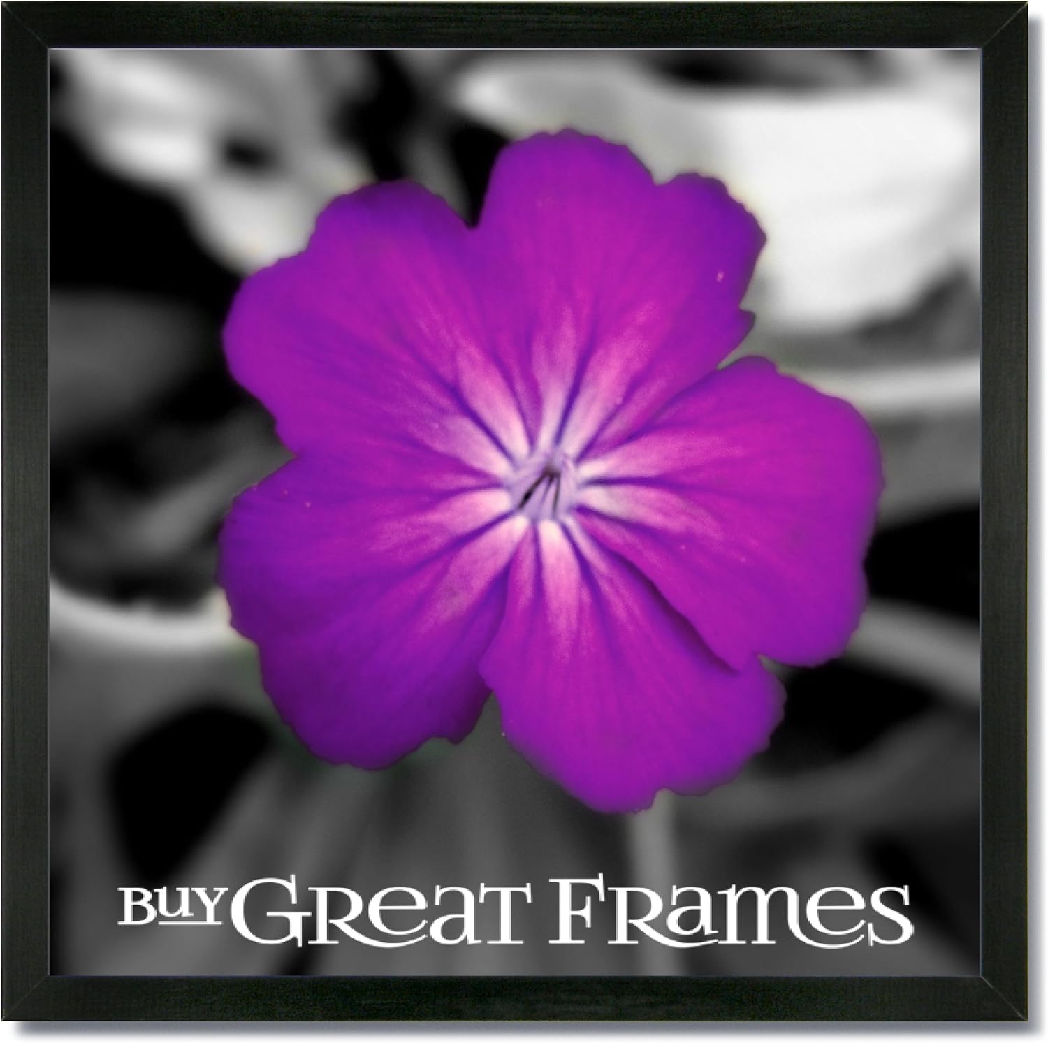 16x16 Square Black Wood Picture Frame and Glass. Single