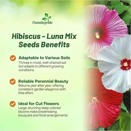 Miniatura 3 de Outsidepride Luna Mix - Semillas de hibisco - 20 semillas de flores perennes para plantar aptas para polinizadores, flores grandes y elegantes con