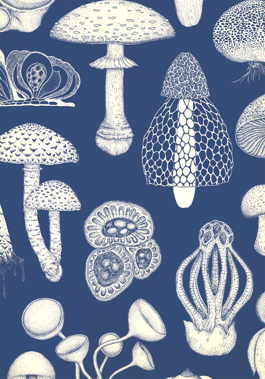 Fungarium Postcards by Katie Scott