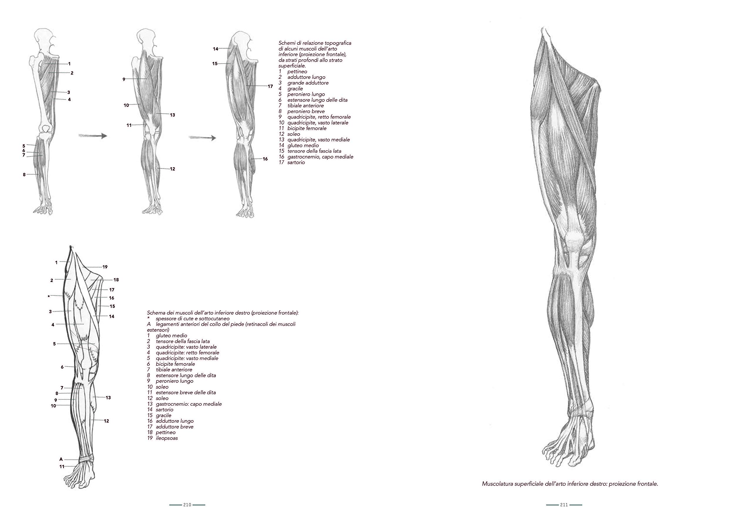 Anatomia per l'artista