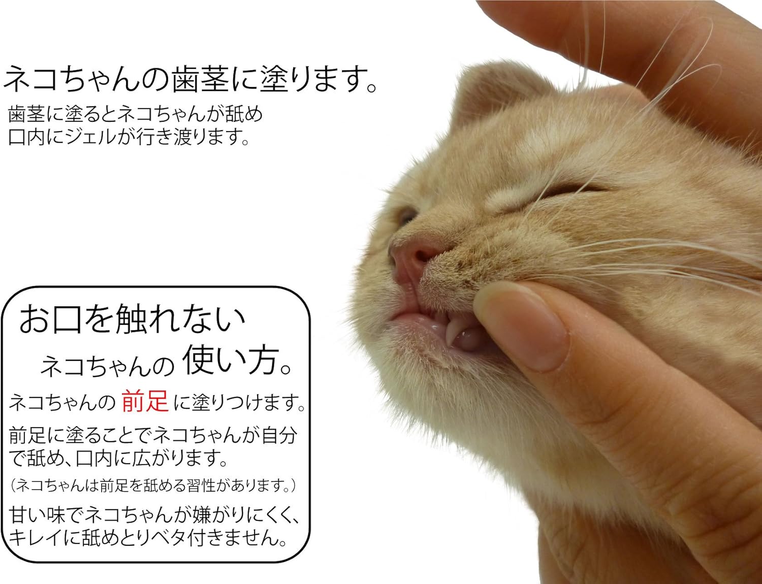 Amazon Co Jp プラッツ Platz Platz Pet Supplises Fun プラッツ ペット用デンタルケアー デンタルローション ジェルタイプ ペット用 ペット用品
