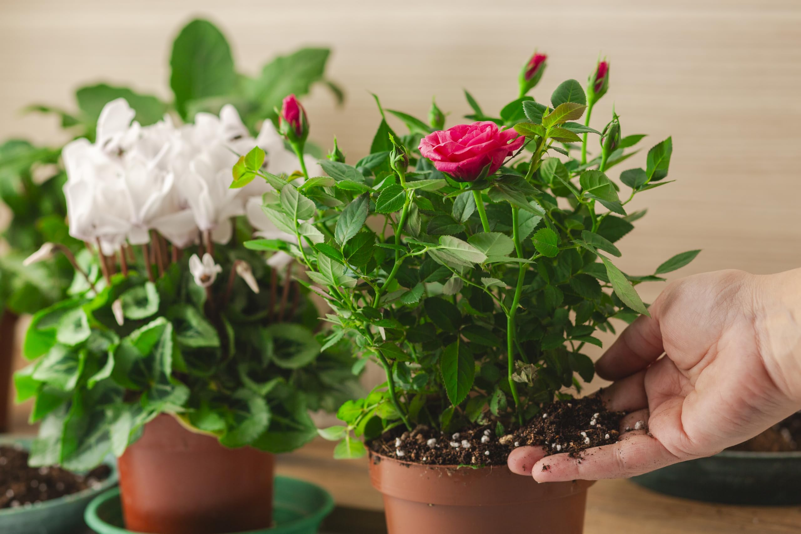 Torba Bionda Fine R&R SHOP 3L | PH Basso Per Piante Acide Come Azalee E Ortensie - Foto 11