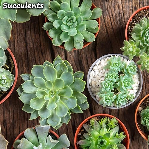 Miniatura 4 de Perlita de grado hortícola, una bolsa de 8 cuartos de galón 2 libras (partículas de 18 pulgadas), aditivo para enmienda del suelo, para