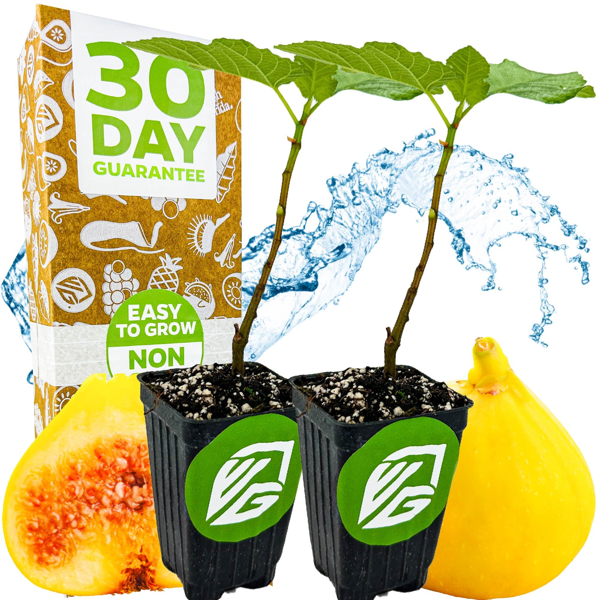 Yellow Long Neck Fig Live Plant 2-Pack