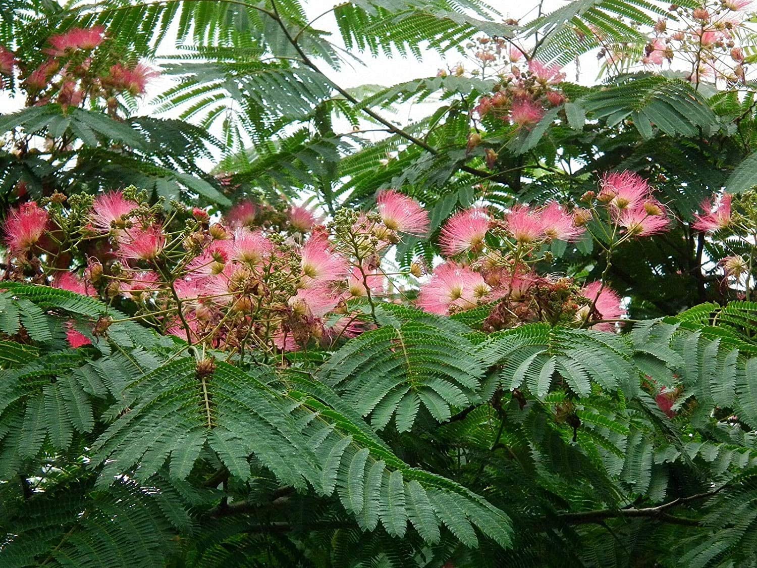 Seidenbaum Albizia julibrissin Pflanze 45-50cm Schlafbaum Seidenakazie Rarität