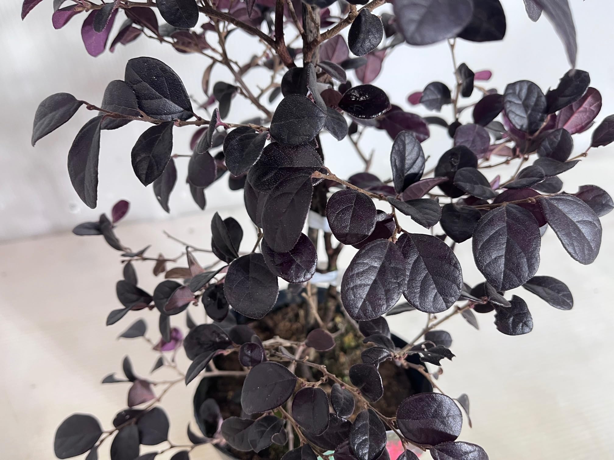 Amazon.co.jp: トキワマンサク ブラックパール 15cmポット 高さ0.35