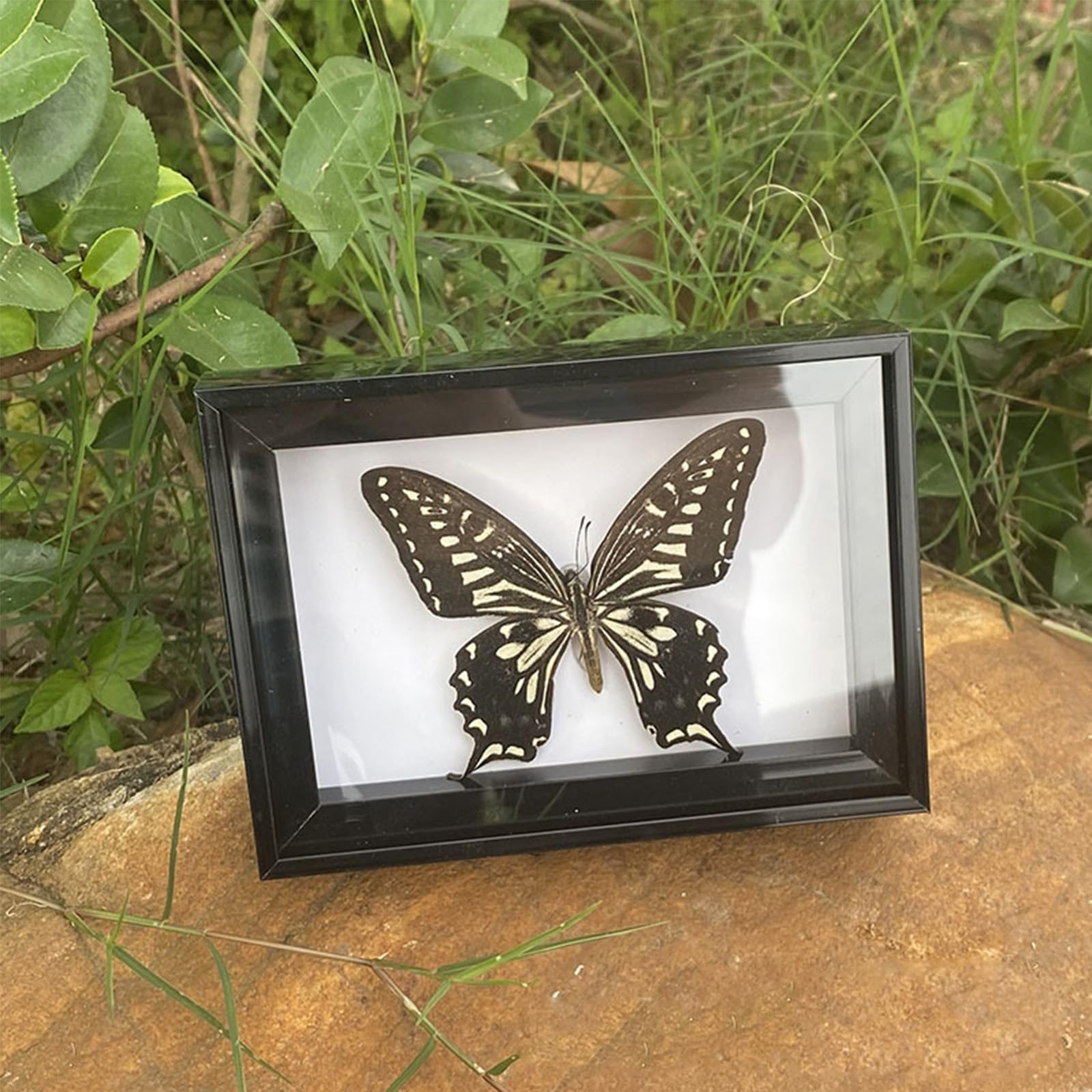 Butterfly Growing Kit Specimen - Insect Specimen Butterflies Specimen Birthday Craft Gift Black Frame Butterfly Kit