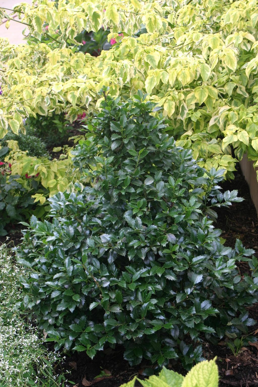 Ilex x meserveae Castle Spire Holly