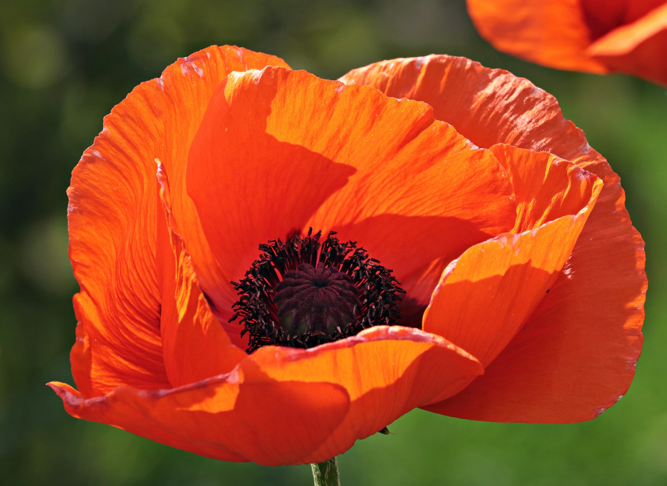 Klatschmohn (Papaver rhoeas) Samen. Heilpflanze (1000000 Samen = 100,0g)