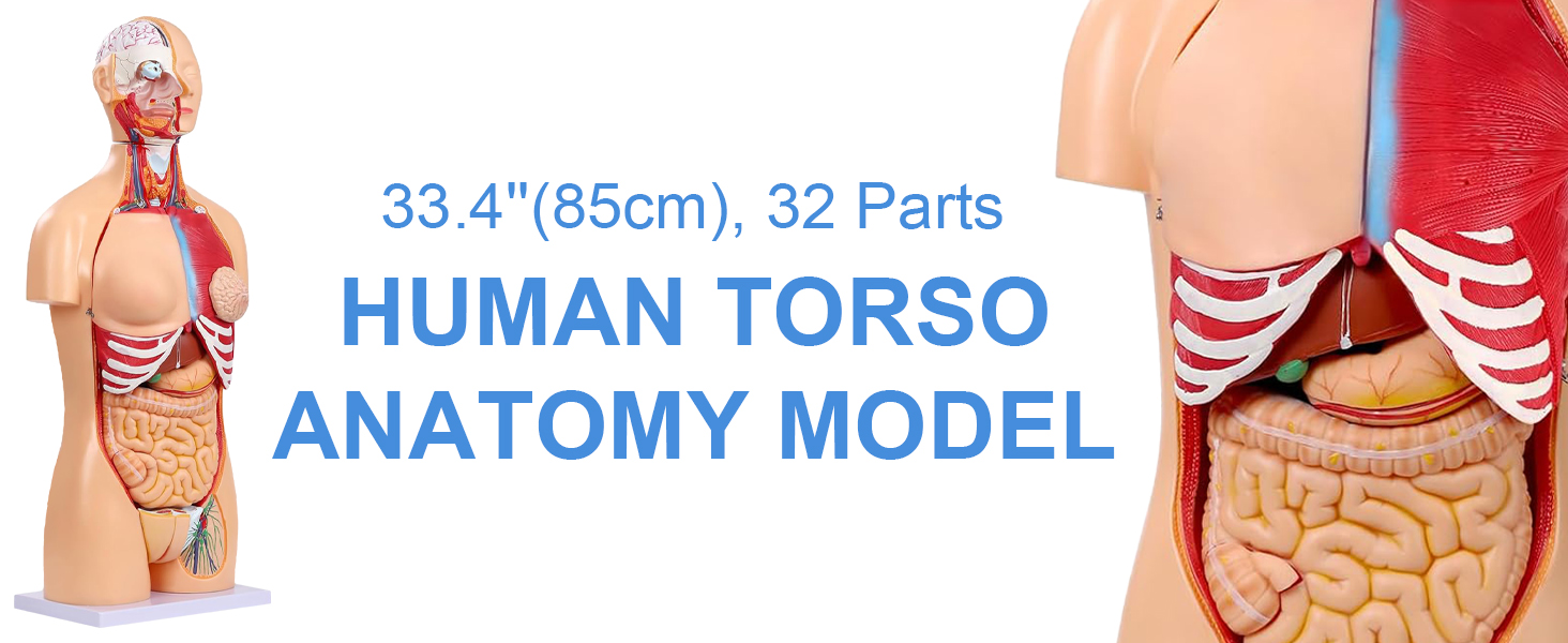 Image of Dual-Sex Human Body Model 33.4 inch, 32 Part Removable Human Torso Anatomy Model with Heart Brain Visceral Organ Muscular Layers Bone Vessels Includes Manual for Medical Scientific Education