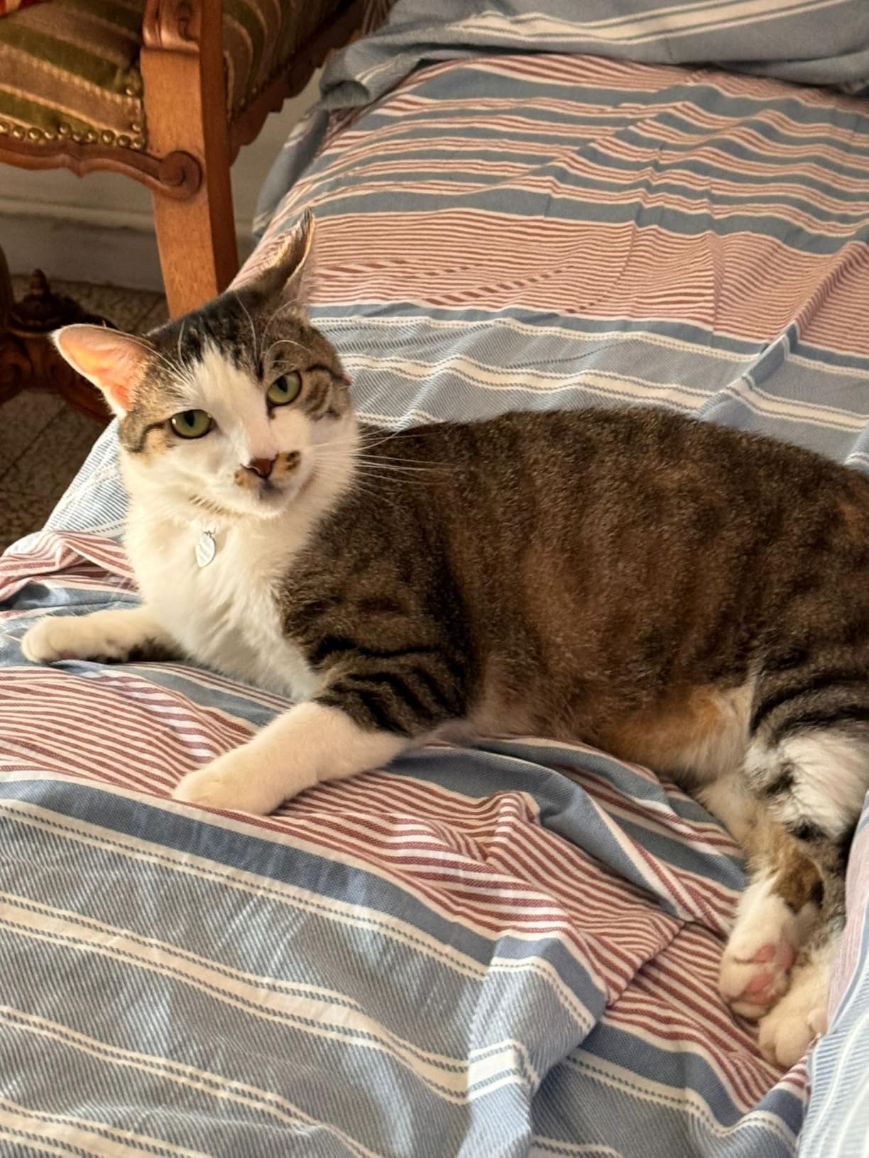 Sheba Selezione Delicata In Salsa - 120 Bustine Da 85g, Cibo Umido Per Gatti Adulti Senza Cereali - Foto 5