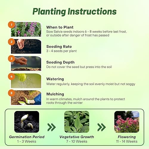 Miniatura 4 de Outsidepride Salvia Horminum Pink Sunday Clary - Flores cortadas de jardín ideales para arreglos secos jarrones ramos de flores 1000 semillas